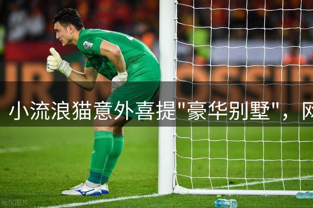 小流浪猫意外喜提"豪华别墅"，网友笑称"咪总"开启猫生巅峰